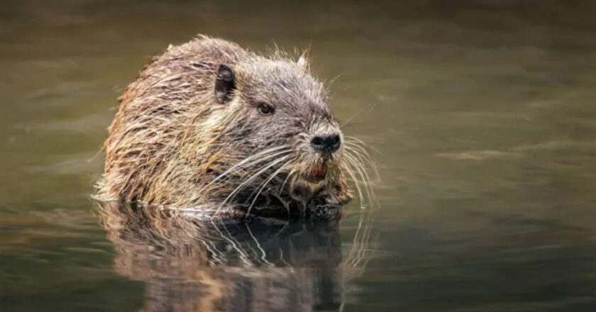 The experiment that populated the Caucasus with animals from South America and ended in an environmental disaster